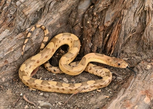 Mexican Bull Snake