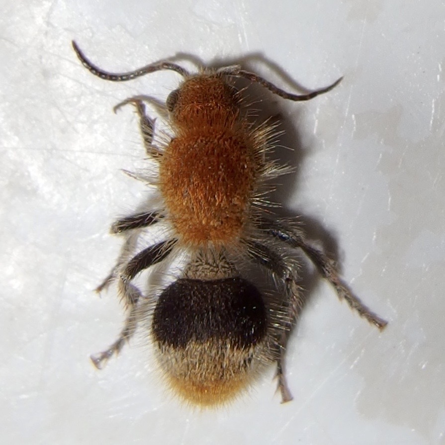 Sphaeropthalma marpesia