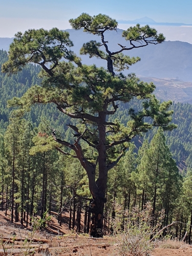Canary Island pine