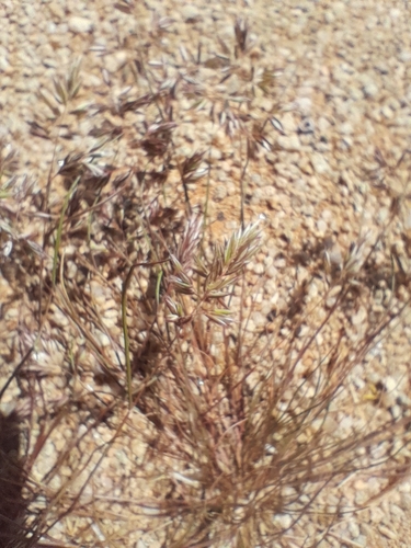 Image of Common Mediterranean Grass (Schismus barbatus) by no rights reserved