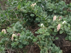 Capparis sandwichiana