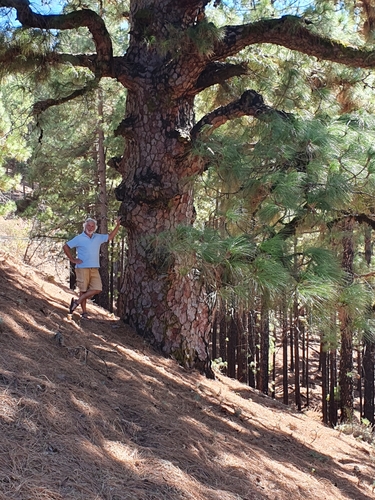 Canary Island pine