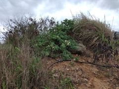 Capparis sandwichiana