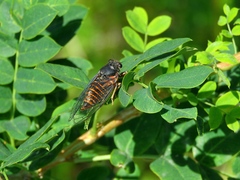 Cicadetta montana