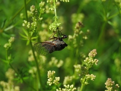 Cicadetta montana