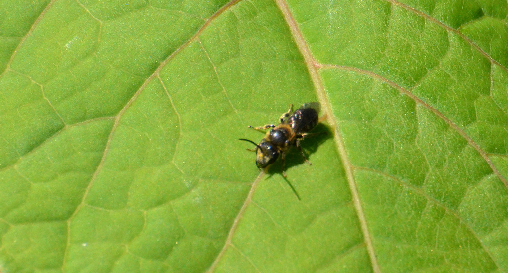 Bull-headed Furrow Bee (Minnesota Bees) · iNaturalist