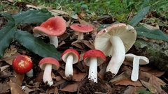 Russula mexicana