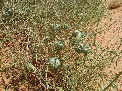 Image of Acanthosicyos horridus by no rights reserved