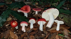 Russula mexicana
