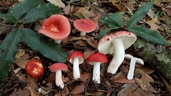 Russula mexicana