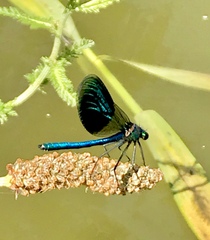 Calopteryx splendens