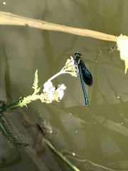 Calopteryx splendens