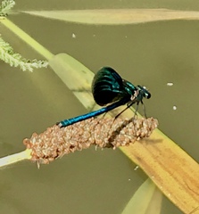 Calopteryx splendens