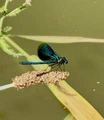 Calopteryx splendens