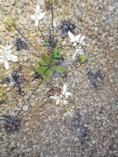 Image of Phyllopodium namaense by no rights reserved