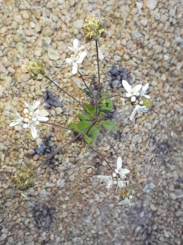 Image of Phyllopodium namaense by no rights reserved