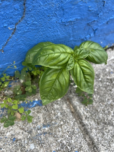 Image of Ocimum basilicum by no rights reserved