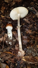 Amanita arocheae