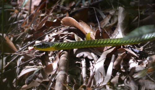 Chironius foveatus