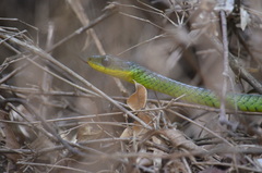 Chironius bicarinatus