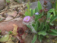 Erigeron thunbergii