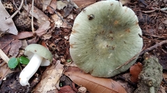 Virescentinae