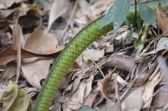 Chironius bicarinatus