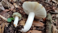 Virescentinae