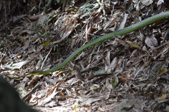 Chironius bicarinatus