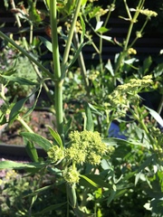 Levisticum officinale