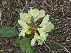 Rhododendron aureum
