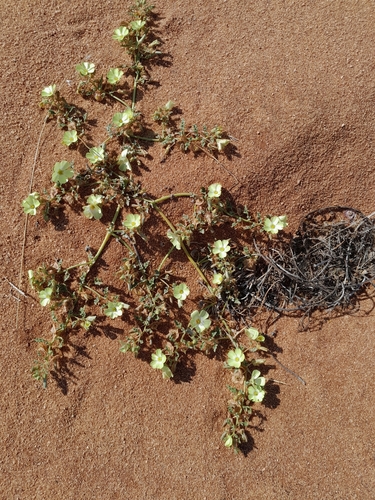 Grielum sinuatum (Grielum sinuatum)