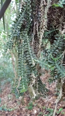 Dichaea neglecta