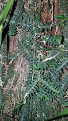 Dichaea neglecta