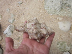 Pleuroploca trapezium