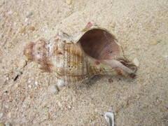 Pleuroploca trapezium