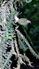 Dichaea neglecta