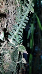 Dichaea neglecta