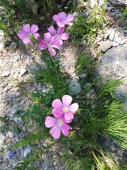 Linum viscosum