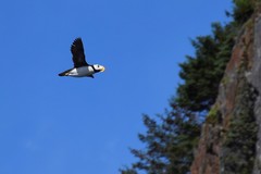 Fratercula corniculata