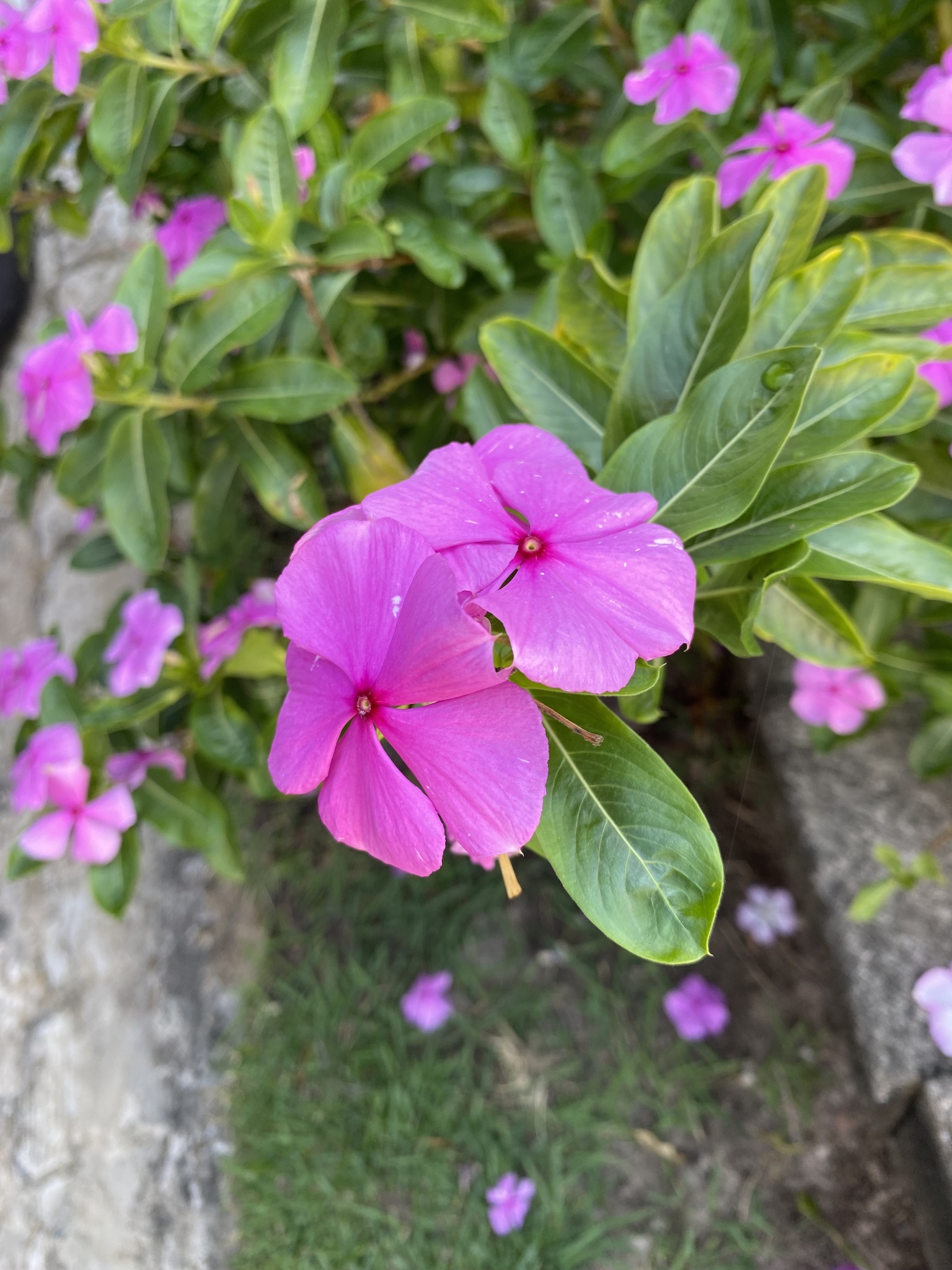 Catharanthus roseus