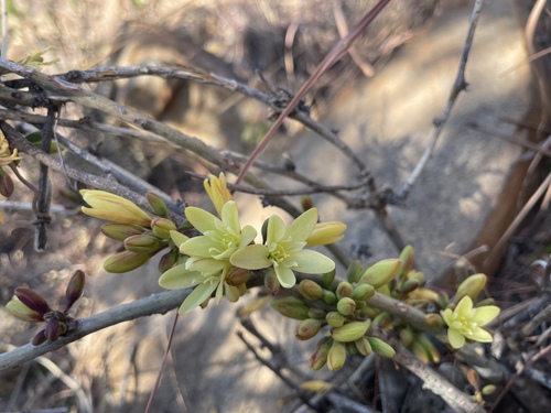 Blueleaf Elephantfoot (Adenia glauca)