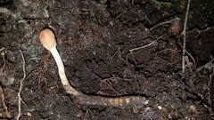 Paraisaria gracilioides