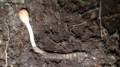 Paraisaria gracilioides
