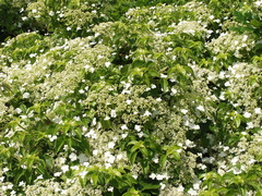Hydrangea anomala