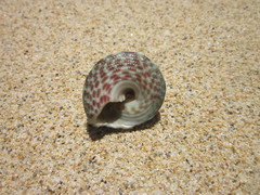 Trochus maculatus