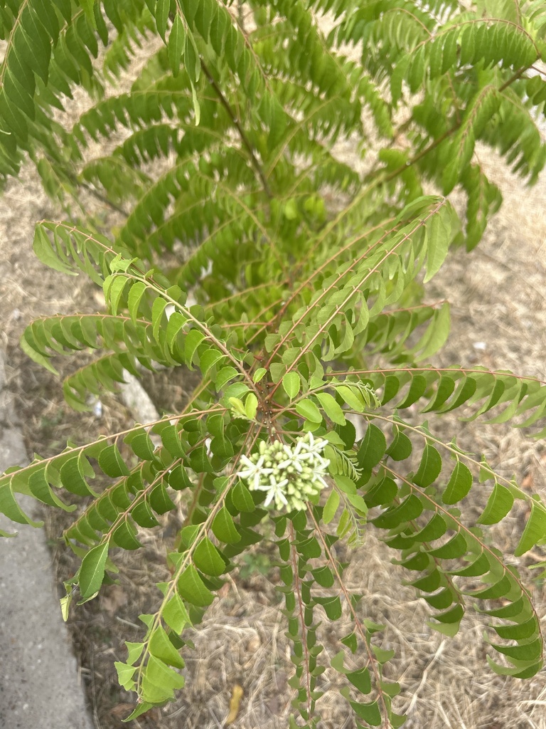 Young curry leaf plant growing