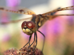 Celithemis elisa