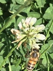 Apis mellifera