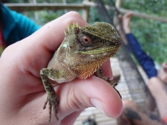 Enyalioides oshaughnessyi